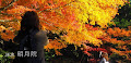[写真] 明月院の紅葉は、拝観口付近と本堂裏庭園がすごい！