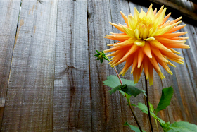 dahlia, cactus dahlia, orange yellow dahlia, yellow orange dahlia