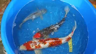 big koi for sale Big koi