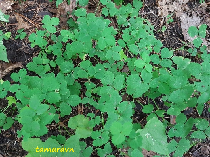 Лапчатка стозёрнышковая (Potentilla centigrana)