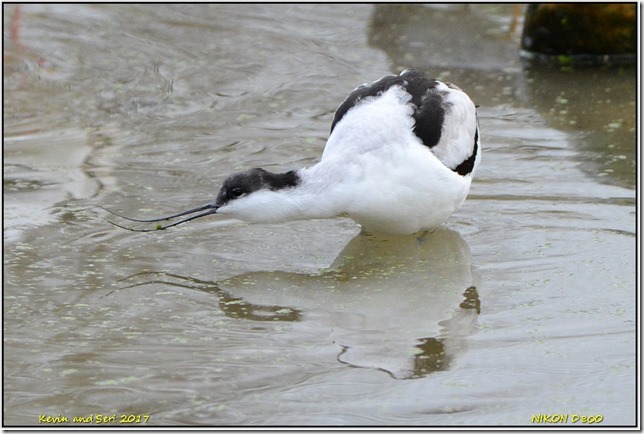 Slimbridge WWT - December