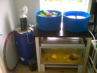 Finished system, indoor aquaponic window light blue barrel 