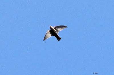 Dusky Crag-Martin