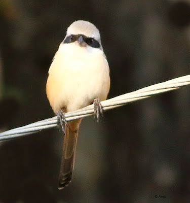 Long-tailed Shrike