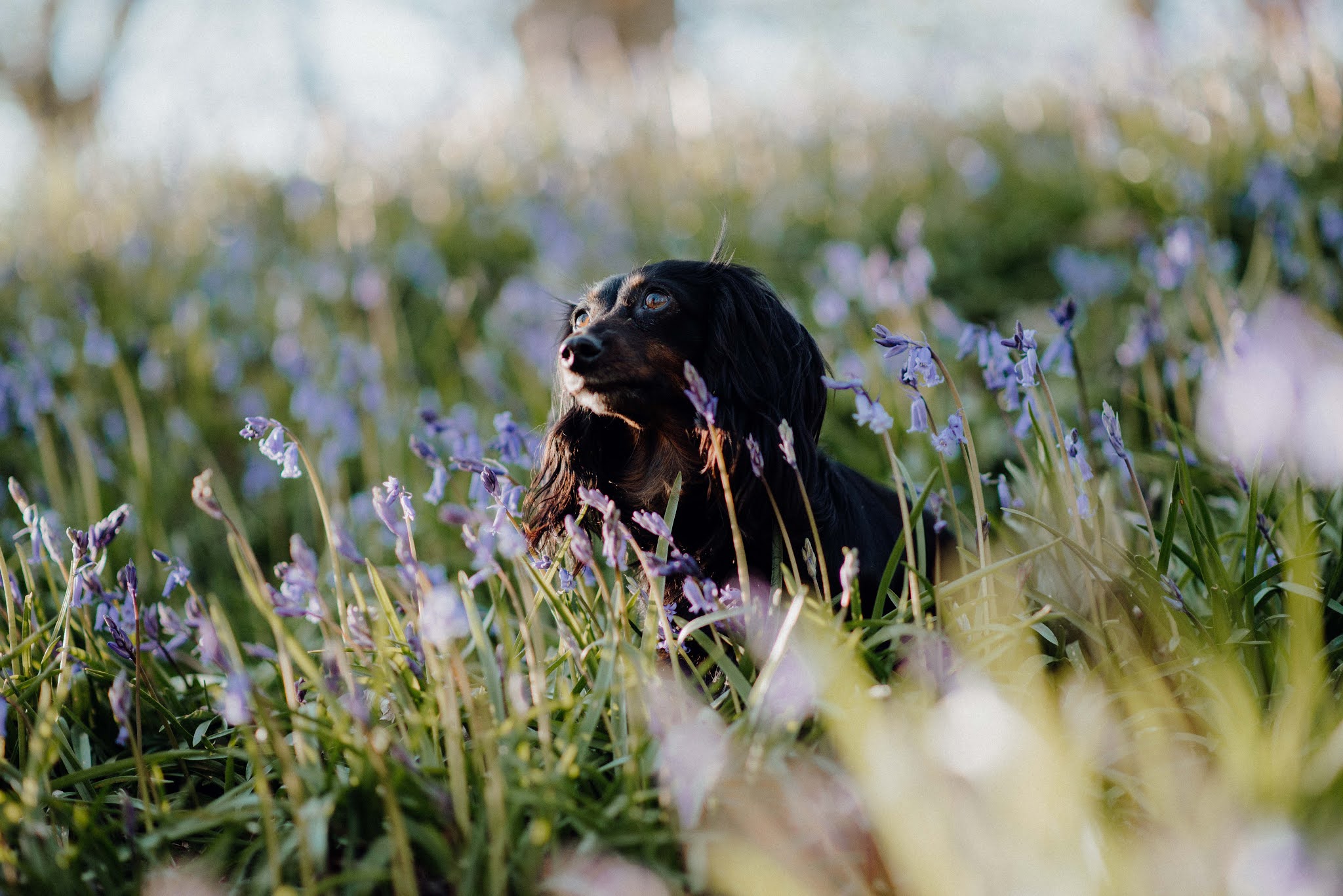 dachshund in bluebells liquid grain scotland