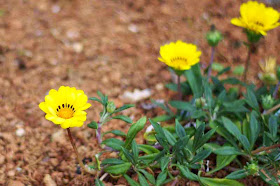 yellow flowers