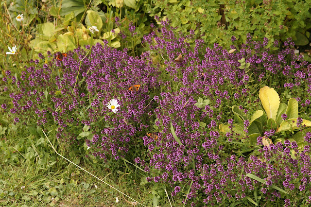 Summer flowers at Caste Acre Priory