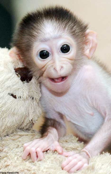 Image Gallary 7 Beautiful Smiling  Monkey  Pictures Baby  