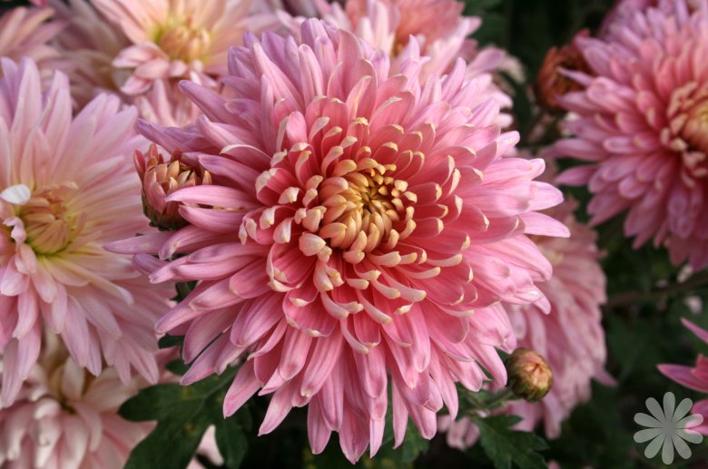 types of flowers meanings and pictures Standard Chrysanthemum Flower | 780 x 517