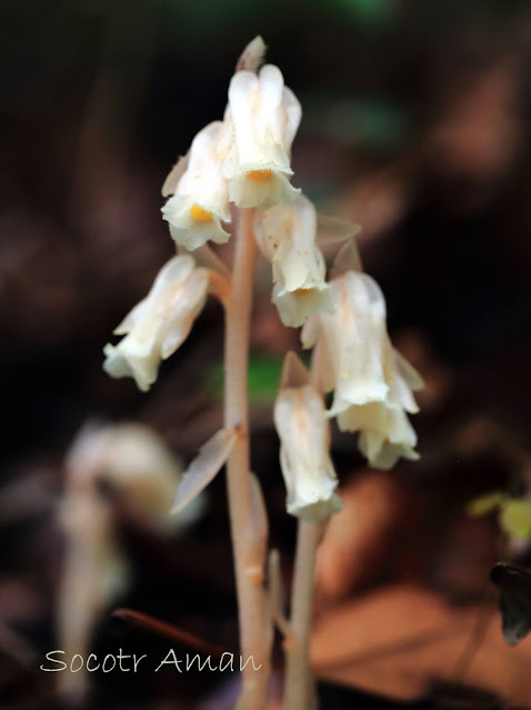 Monotropa hypopithys