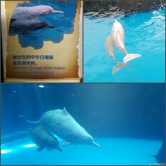 Chimelong Ocean Kingdom - Chinese white dolphin exhibit