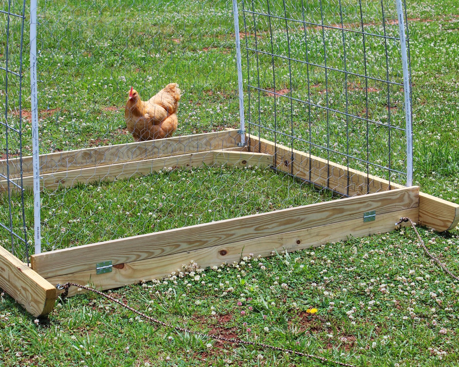 The hoop house uses a 4' x 16' cattle panel anchored with barbwire ...