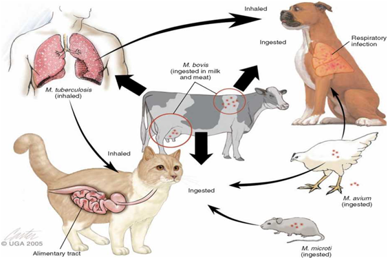 Hình 1 Sự truyền lây bệnh lao từ người sang động vật