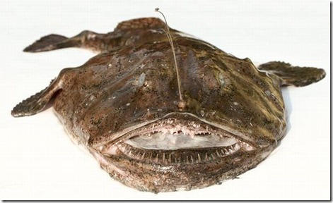 strange_fishes_found_off_greenland_06