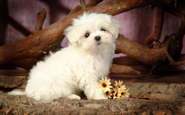 Cute Puppies Wallpapers