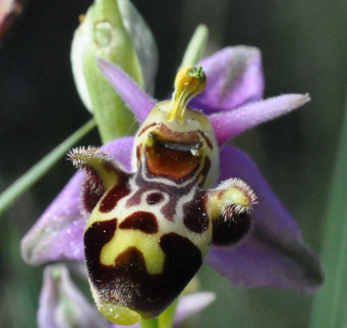 Ophrys bécasse