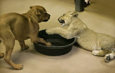 Baby Lion Wrestling with Puppy Seen On www.coolpicturegallery.us