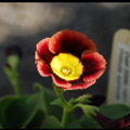 View album