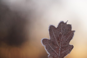 frosty winter leaf