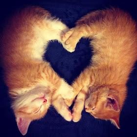 Funny cats - part 82 (40 pics + 10 gifs), cat photo, kittens sleep making heart shape