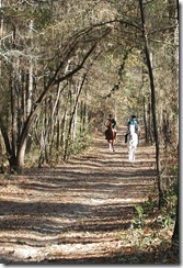 horsesinwoods