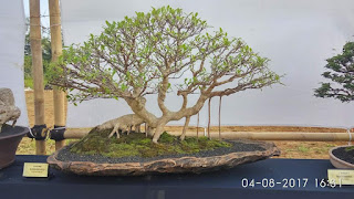 inspirasi bonsai beringin kimeng (Ficus Microcarpa)