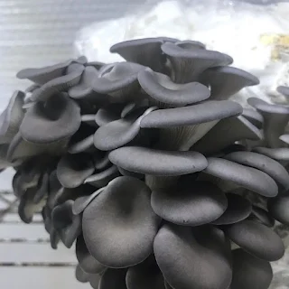 Black Oyster Mushrooms