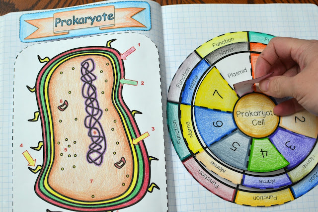 Prokaryote Cell