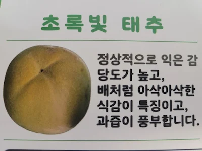 초록빛-태추
