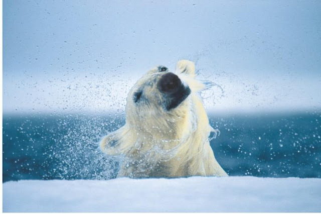 Fotógrafo revela a beleza da vida selvagem na Antártida
