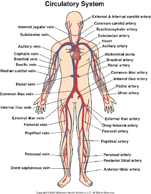 arteries and veins of neck. veins and arteries of neck.