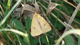 Diacrisia sannio (male) DSC11552