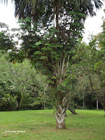 Talipot palm tree - Ho'omaluhia Botanical Garden, Kaneohe, HI