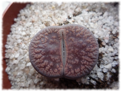 lithops