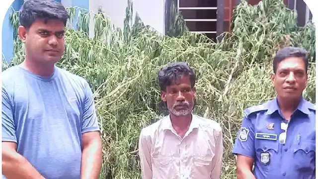 উল্লাপাড়ায় ১ মন গাঁজার গাছ সহ চাষি আটক, থানায় মামলা