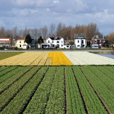 Tulip fields Netherlands