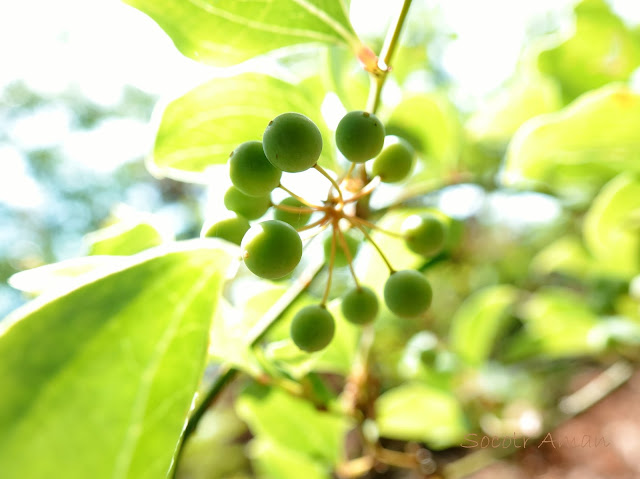 Smilax china