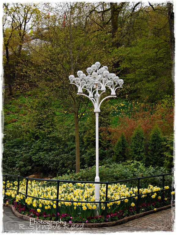 Tulipaner i liseberg