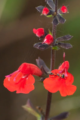 Tropical Sage (Salvia coccinea)