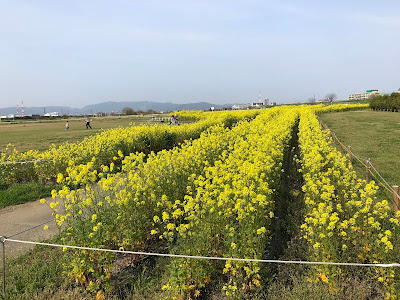 淀川河川公園・太間地区のチューリップと菜の花