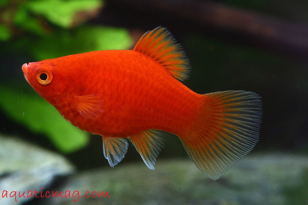  Ikan Hias Platy Profil Cara Merawatnya