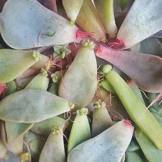 Propagating leaves in winter