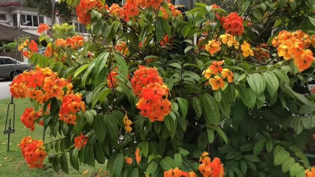 Bauhinia kockiana: Keindahan bunga berwarna cerah