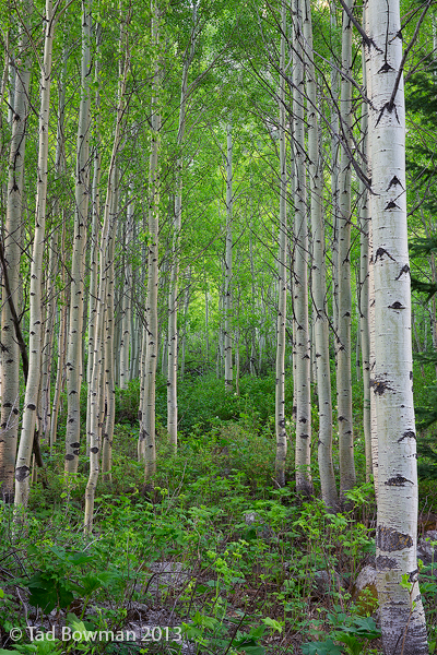 Aspen Colorado