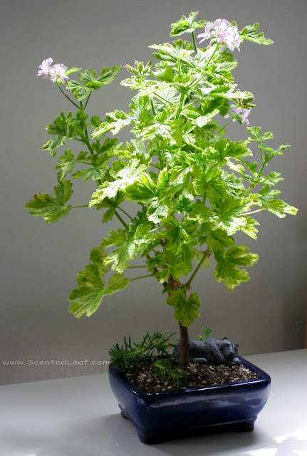 Pelargonium Charity - the stem grows columnar with bushy branches