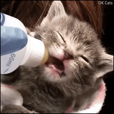 Funny Kitten GIF • Hungry and overexcited kitten chewing bottle nipple instead of suckling from it [ok-cats.com]