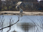 Camargue