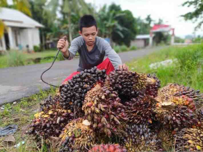 Petani sedang menyusun TBS sawi