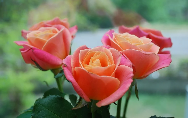 Picture of pink rose flower - Picture of pink rose flower - Rose flower picture download - Different color rose flower picture download - rose flower - NeotericIT.com