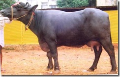 taau ki murrah-bhains